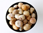 Fossil Coral Tumbled Stones